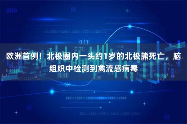欧洲首例！北极圈内一头约1岁的北极熊死亡，脑组织中检测到禽流感病毒